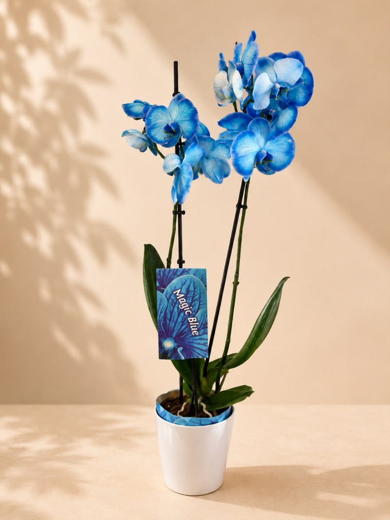 Magic Blue-Mavi Çift Dal Orkide