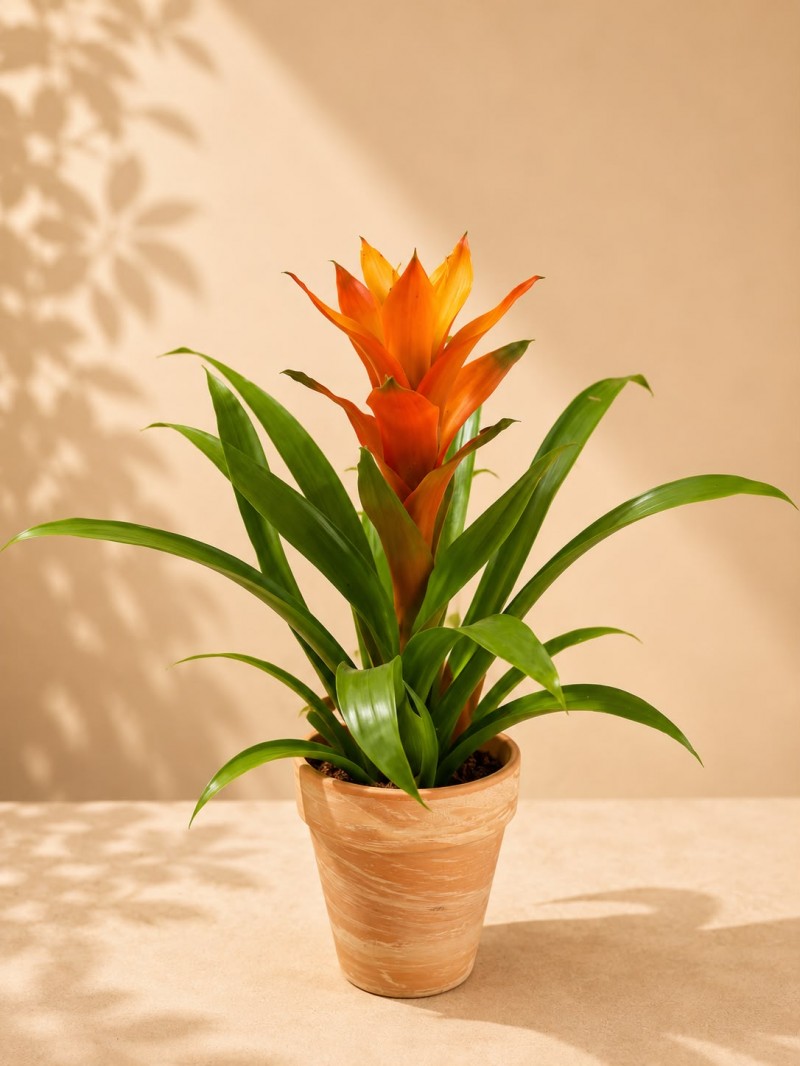 Guzmanya(Guzmania)
